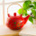 Théière style japonais - Matinal Tea