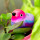 Magnetic bird for paperclips - Piu Piu