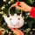 Japanese style teapot - Matinal Tea