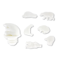  Polarbär