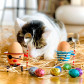 Eggcup - Cocotte Arlequin