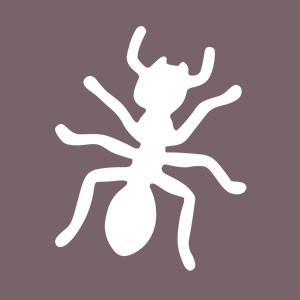 Insect