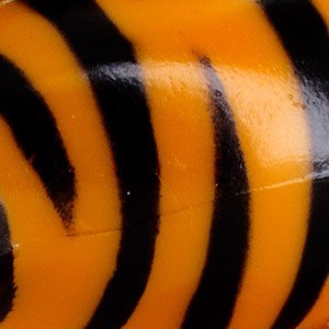Zebre Orange