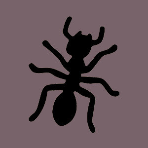 Insecte Noir